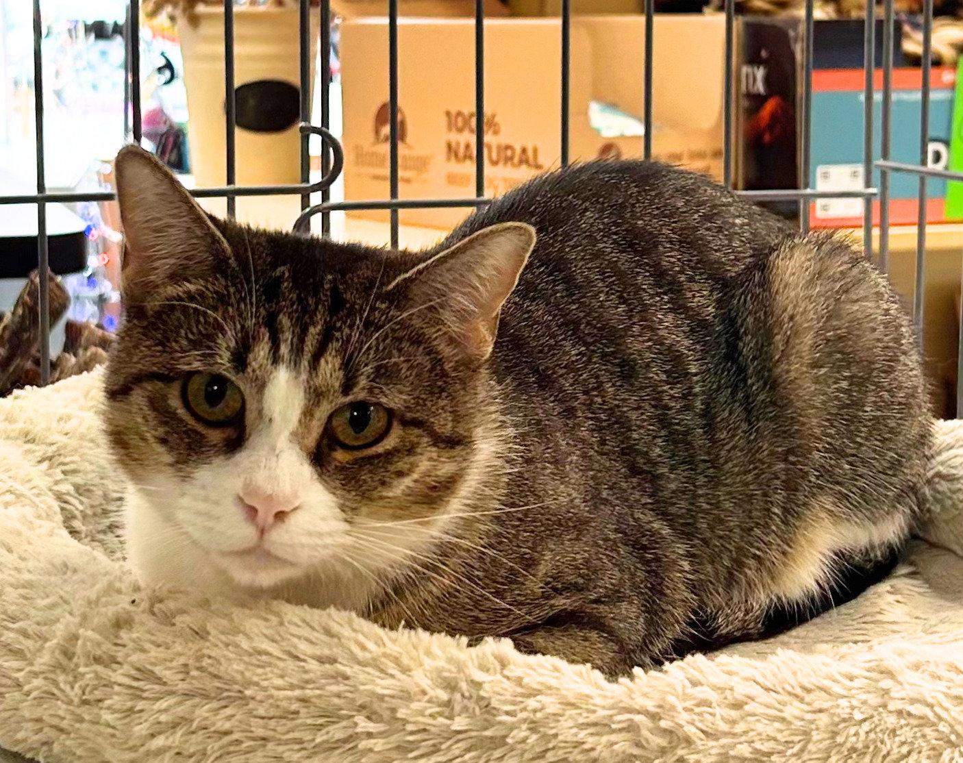 Enlarge Kitty - Meet me at Fancy Paws!, a Adoptable Domestic Short Hair in Elkins, WV image 1/3