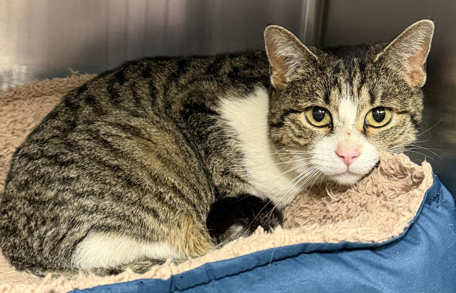 Enlarge Kitty - Meet me at Fancy Paws!, a Adoptable Domestic Short Hair in Elkins, WV image 2/3