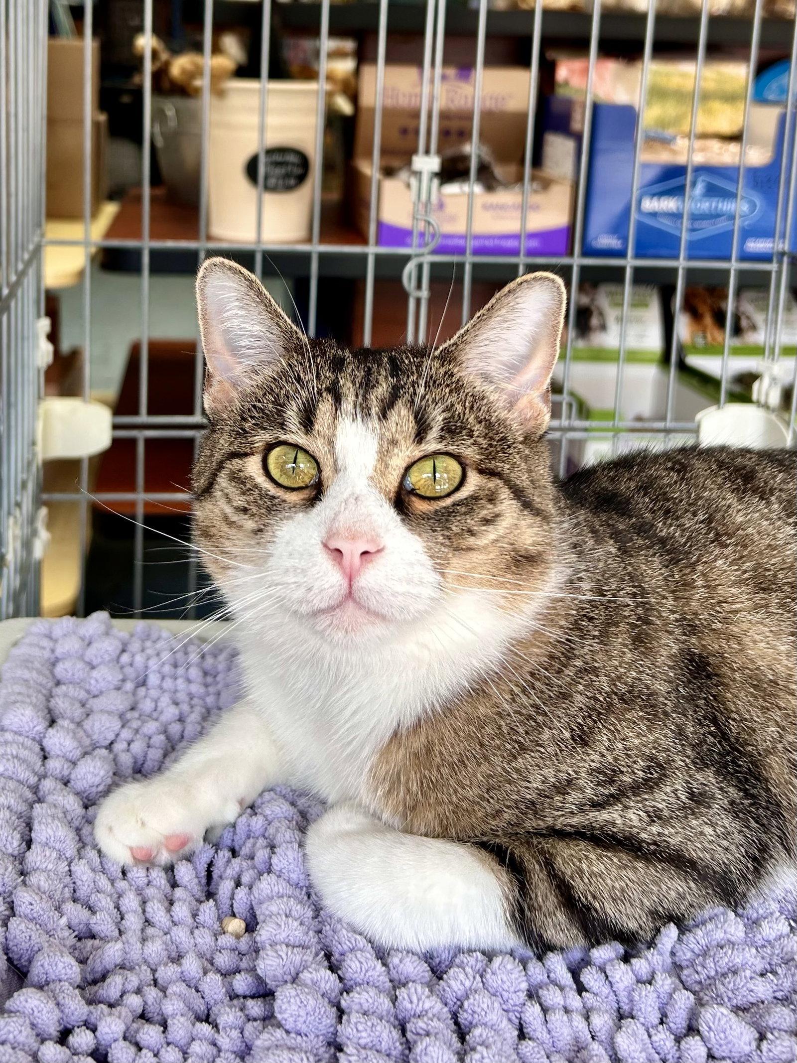 Enlarge Kitty - Meet me at Fancy Paws!, a Adoptable Domestic Short Hair in Elkins, WV image 3/3