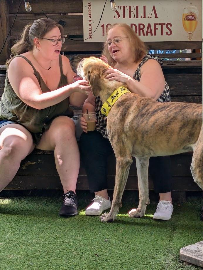 Hazel , a ADOPTABLE Great Dane in Lakeland, FL image 5/6