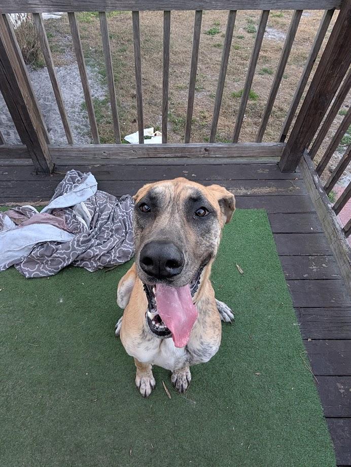 Hazel , a ADOPTABLE Great Dane in Lakeland, FL image 4/6