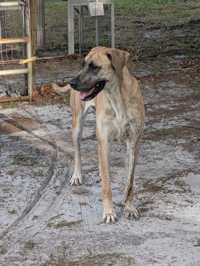 Enlarge Hazel , a ADOPTABLE Great Dane in Lakeland, FL image 5/6