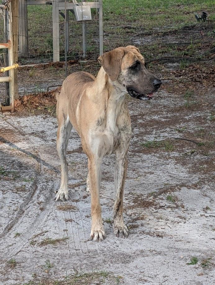 Enlarge Hazel , a ADOPTABLE Great Dane in Lakeland, FL image 1/6
