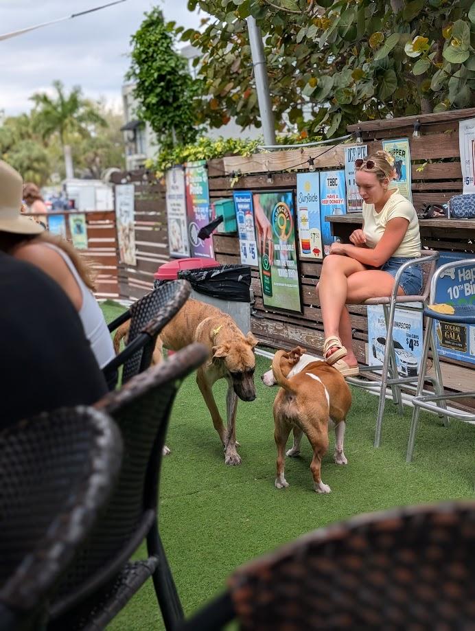Hazel , a ADOPTABLE Great Dane in Lakeland, FL image 2/6