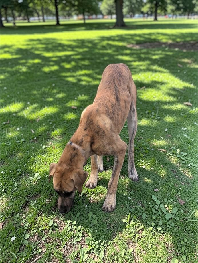 Hazel , a ADOPTABLE Great Dane in Lakeland, FL image 6/6
