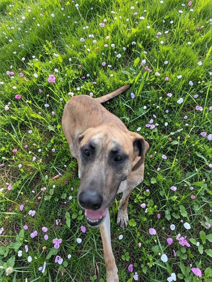 Hazel , a ADOPTABLE Great Dane in Lakeland, FL image 3/6
