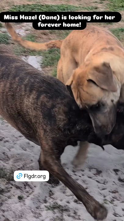 Enlarge Hazel , a ADOPTABLE Great Dane in Lakeland, FL video 6/6