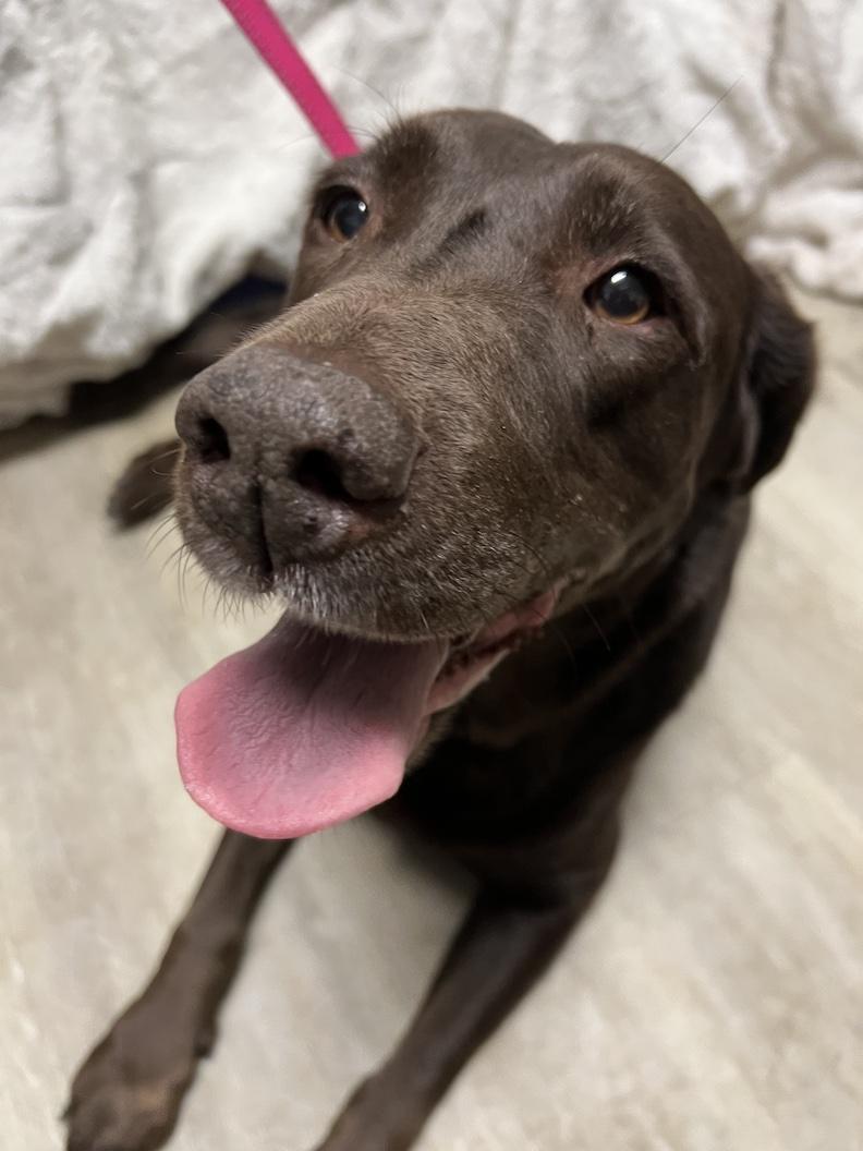Sophie Jane-Not Accepting Applications Yet!, adopted, Adult Female Chocolate Labrador Retriever.