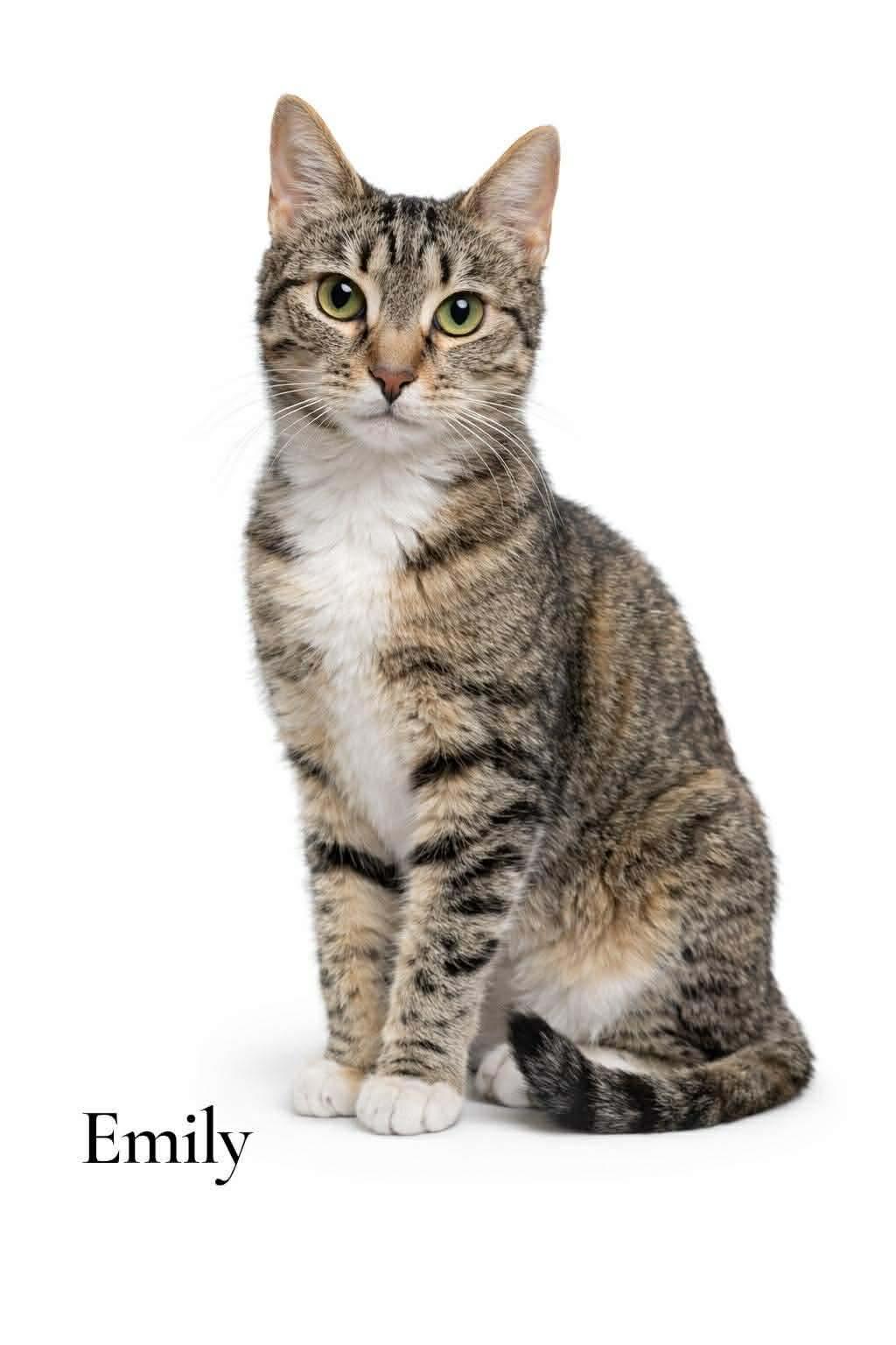 Emily, ADOPTABLE, Young Female Domestic Short Hair.