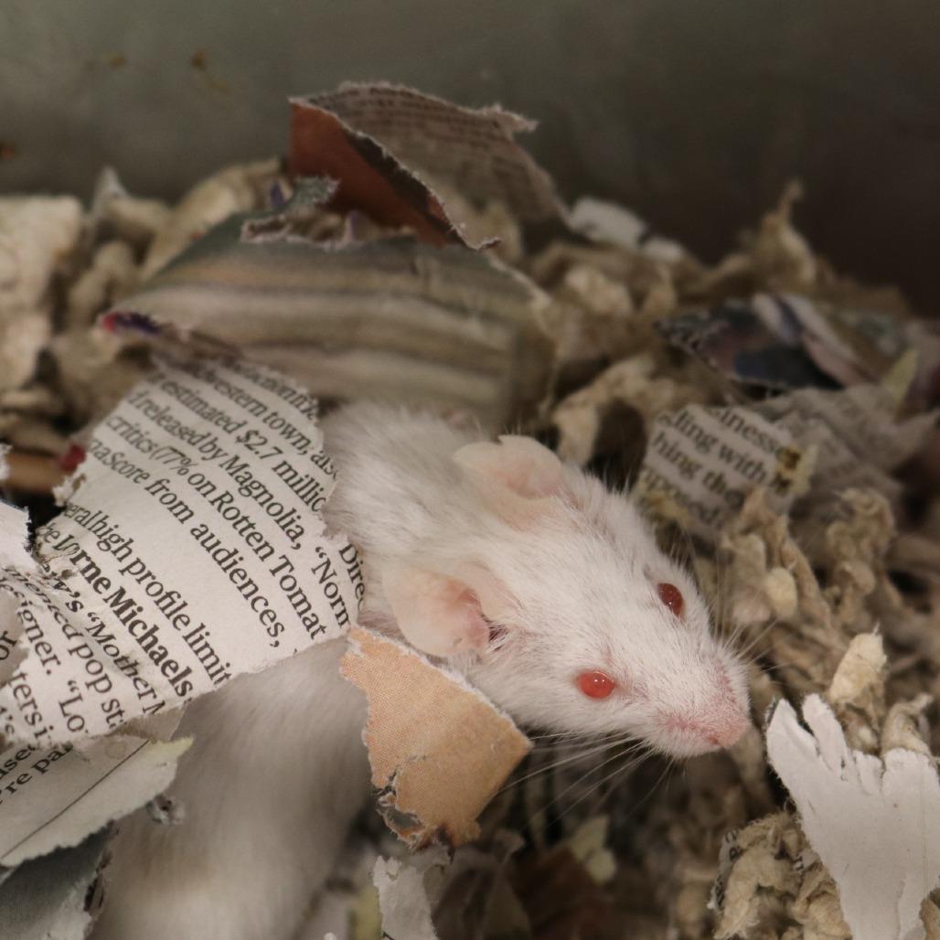 Luke Mauer, a Adoptable Mouse in Saint Cloud, MN image 1/6