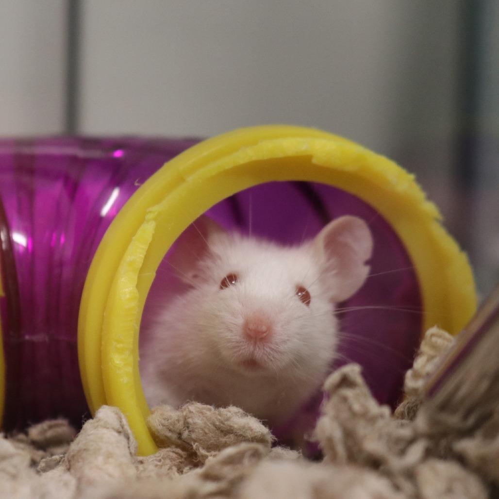 Luke Mauer, a Adoptable Mouse in Saint Cloud, MN image 2/6