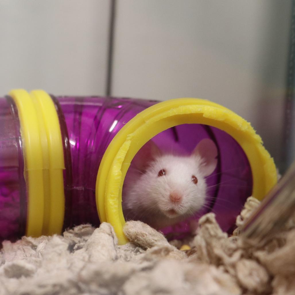 Luke Mauer, a Adoptable Mouse in Saint Cloud, MN image 3/6