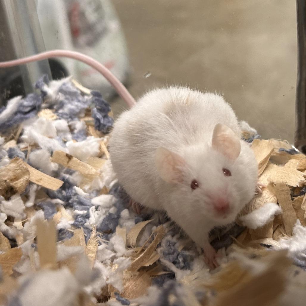 Luke Mauer, a Adoptable Mouse in Saint Cloud, MN image 4/6