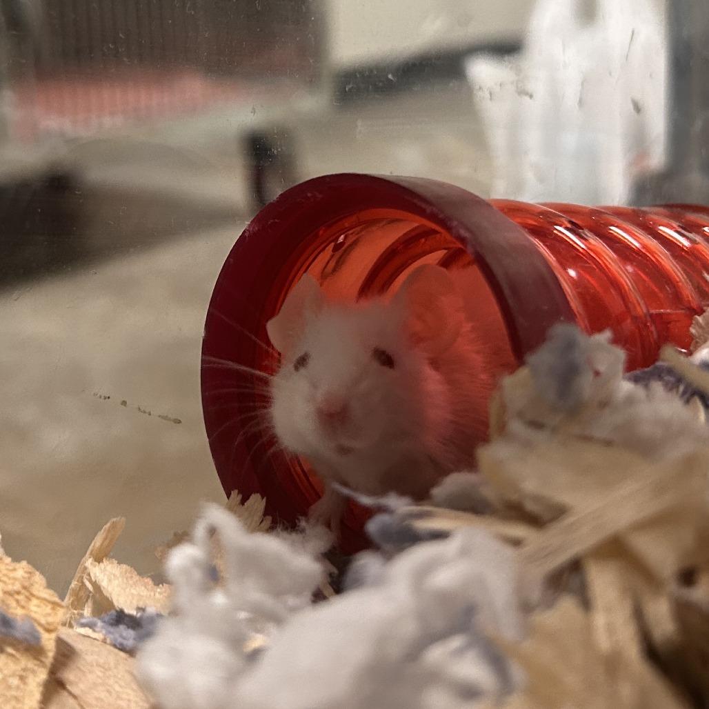 Luke Mauer, a Adoptable Mouse in Saint Cloud, MN image 5/6