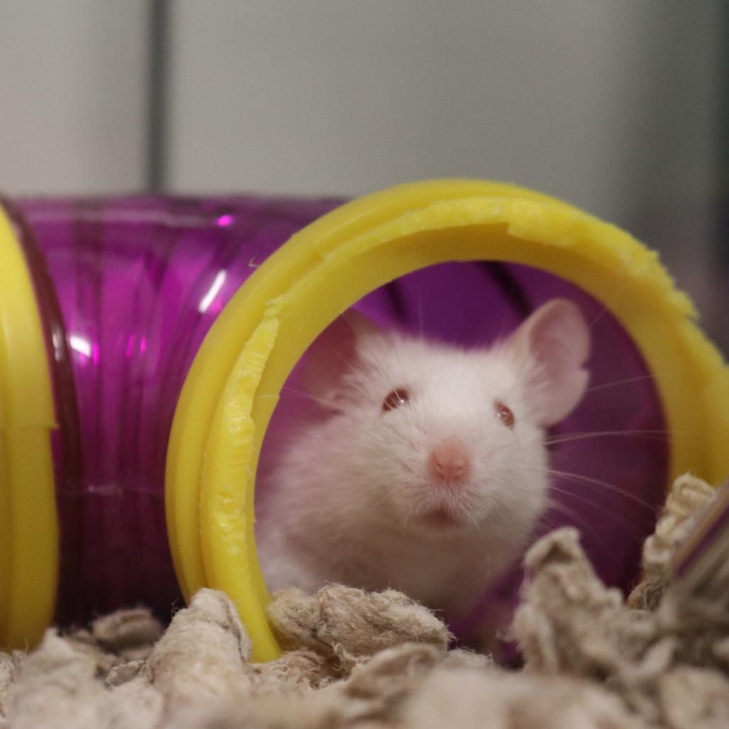 Luke Mauer, a Adoptable Mouse in Saint Cloud, MN image 6/6
