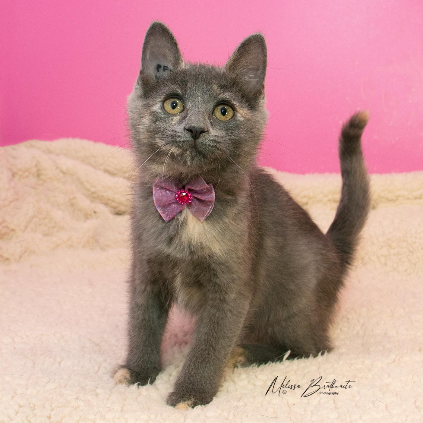 Enlarge True, a Adoptable Dilute Tortoiseshell in Calgary, AB image 4/4