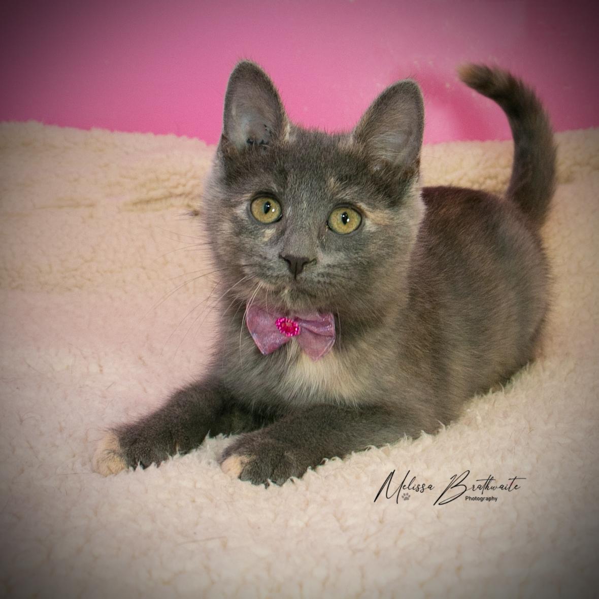 Enlarge True, a Adoptable Dilute Tortoiseshell in Calgary, AB image 3/4
