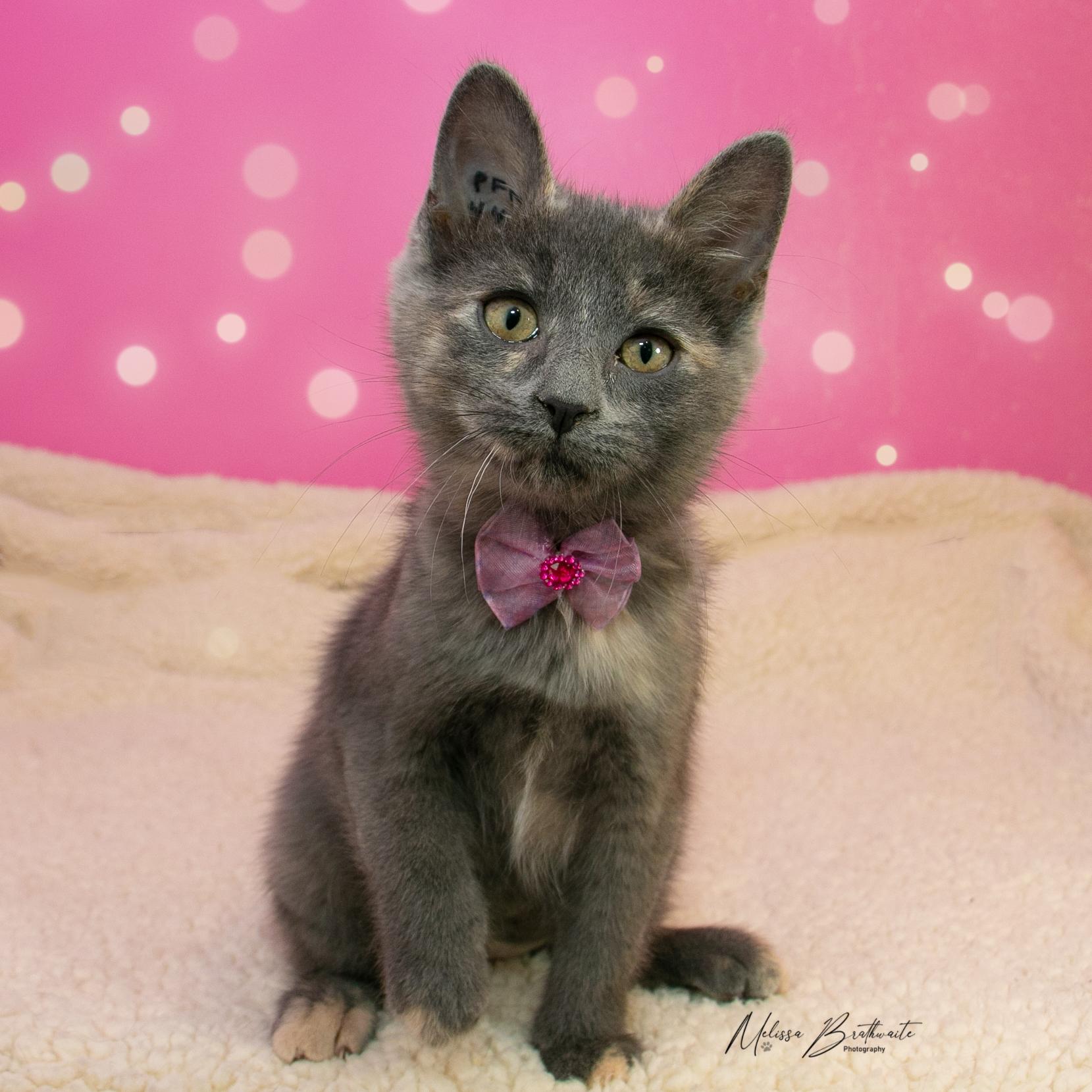 True, Adoptable, Kitten Female Dilute Tortoiseshell.