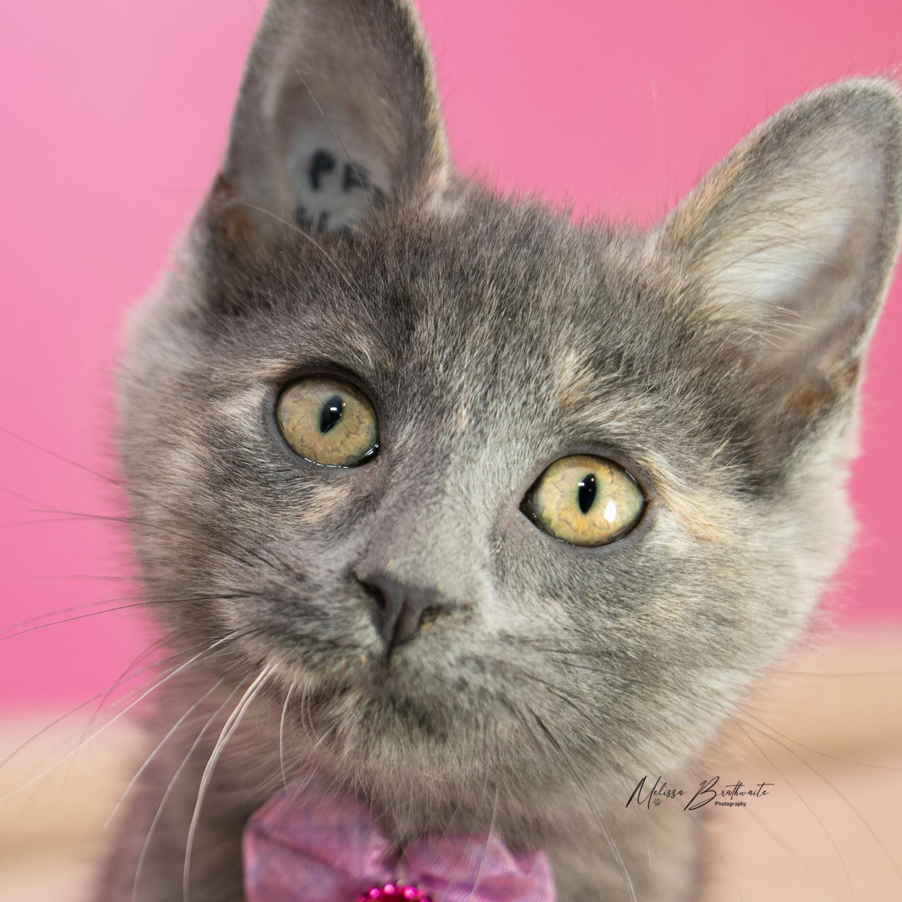Enlarge True, a Adoptable Dilute Tortoiseshell in Calgary, AB image 2/4