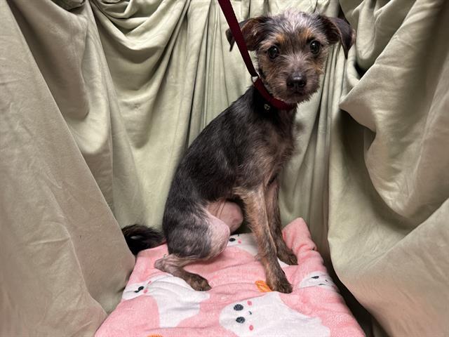 TILLY, Adoptable, Young Female Yorkshire Terrier.