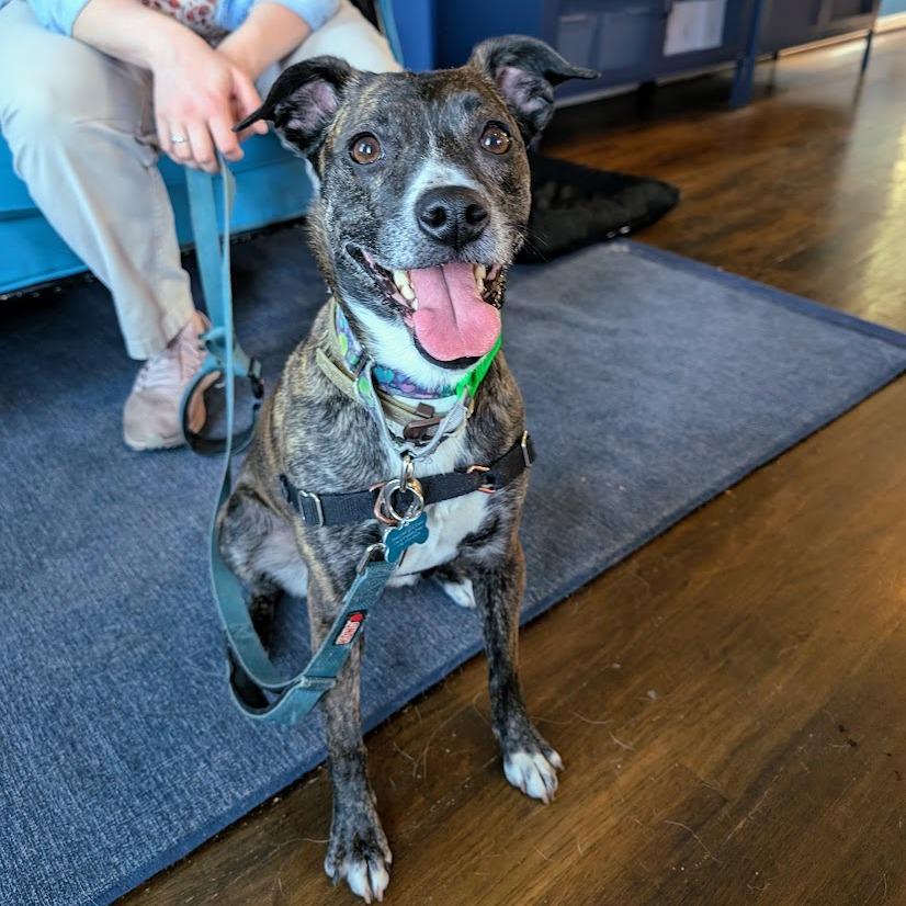 Estelle, a Adoptable mixed breed in Chicago, IL image 2/6