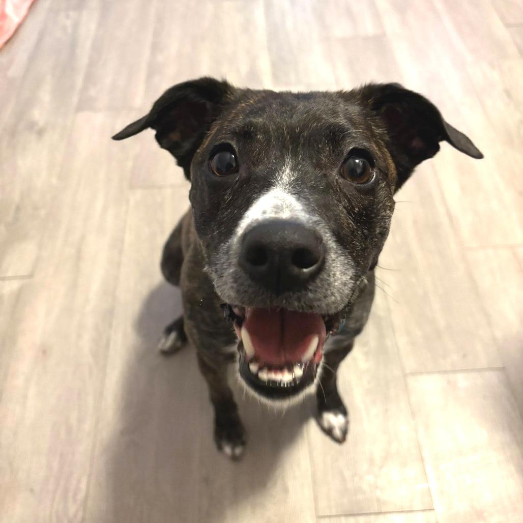 Estelle, a Adoptable mixed breed in Chicago, IL image 5/6
