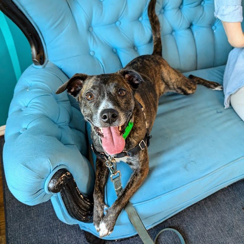 Estelle, a Adoptable mixed breed in Chicago, IL image 5/6