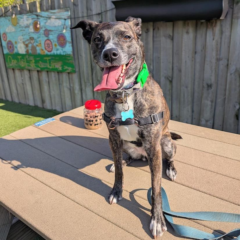 Enlarge Estelle, a Adoptable mixed breed in Chicago, IL image 6/6