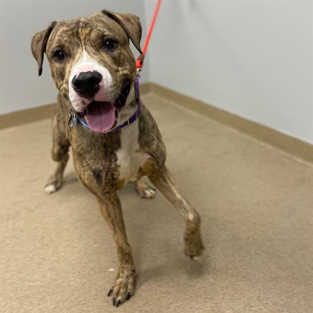 HICKORY, Adoptable, Young Male American Staffordshire Terrier & Mixed Breed.