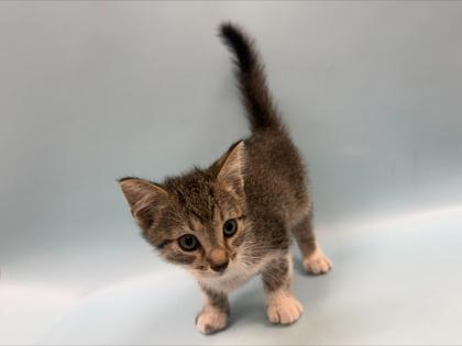 Enlarge Apollo, a Adoptable mixed breed in Woodbury, MN image 1/1