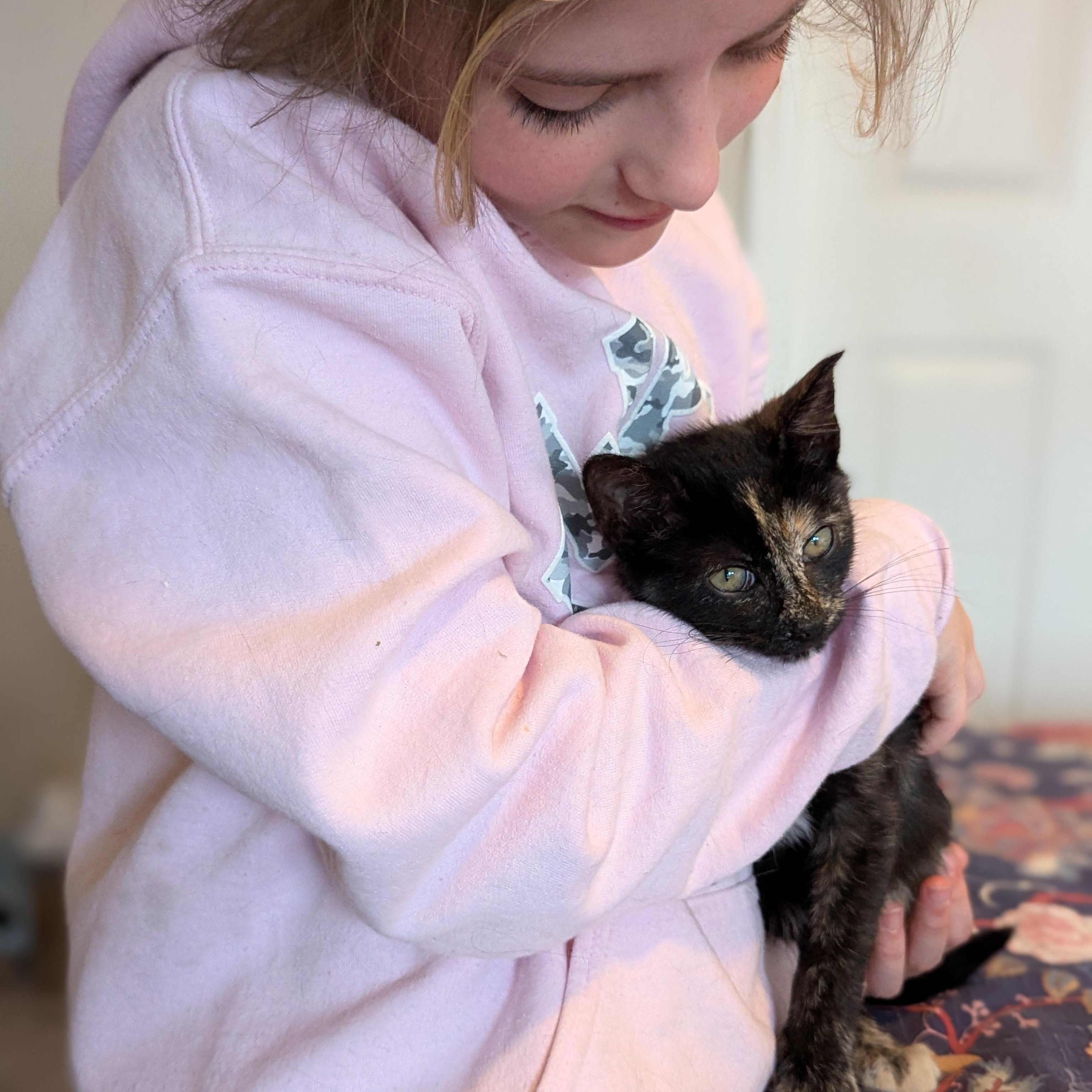 Enlarge Dalia (The Fairy Sprouts) , an adopted Tortoiseshell in Atlanta, GA image 6/6