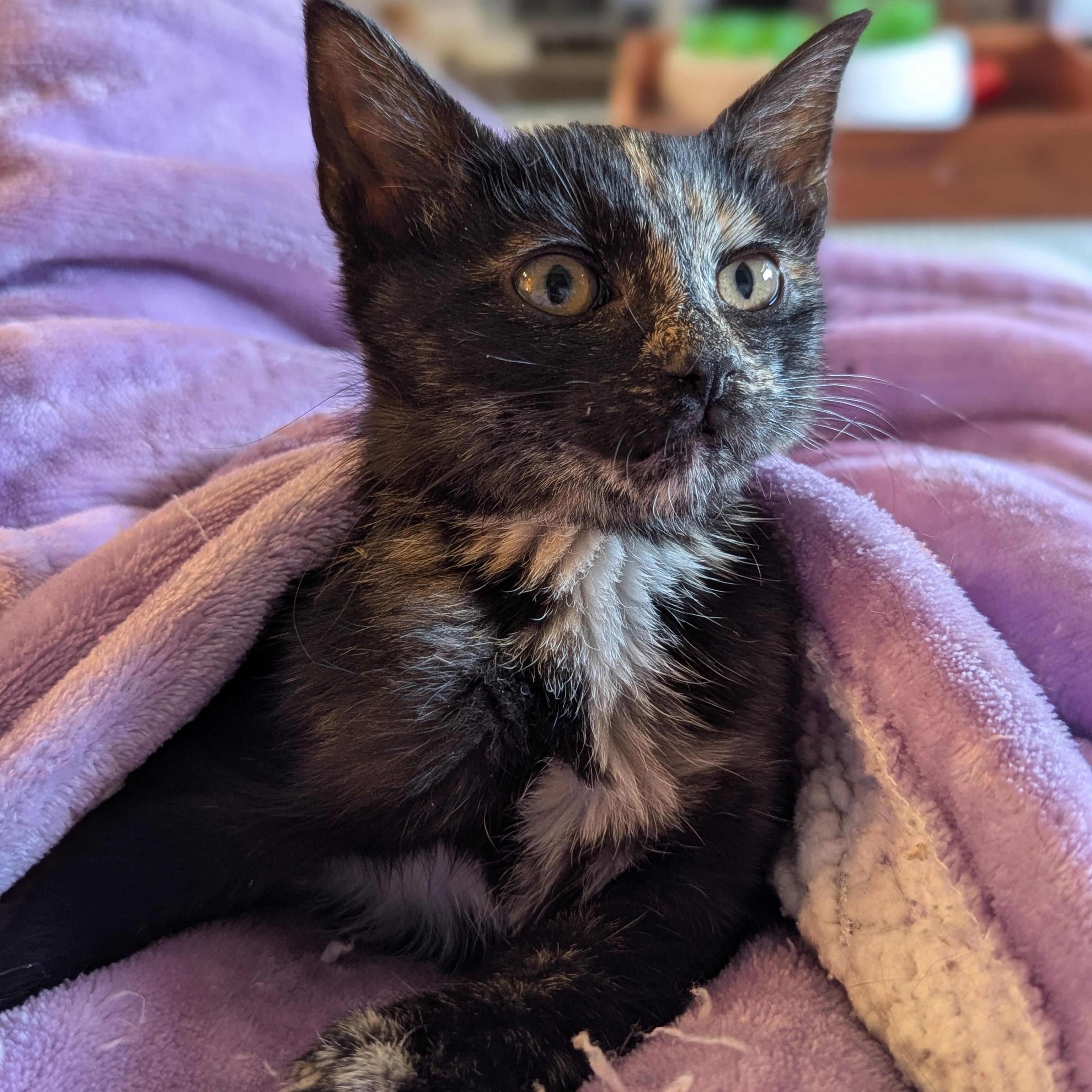 Enlarge Dalia (The Fairy Sprouts) , an adopted Tortoiseshell in Atlanta, GA image 4/6