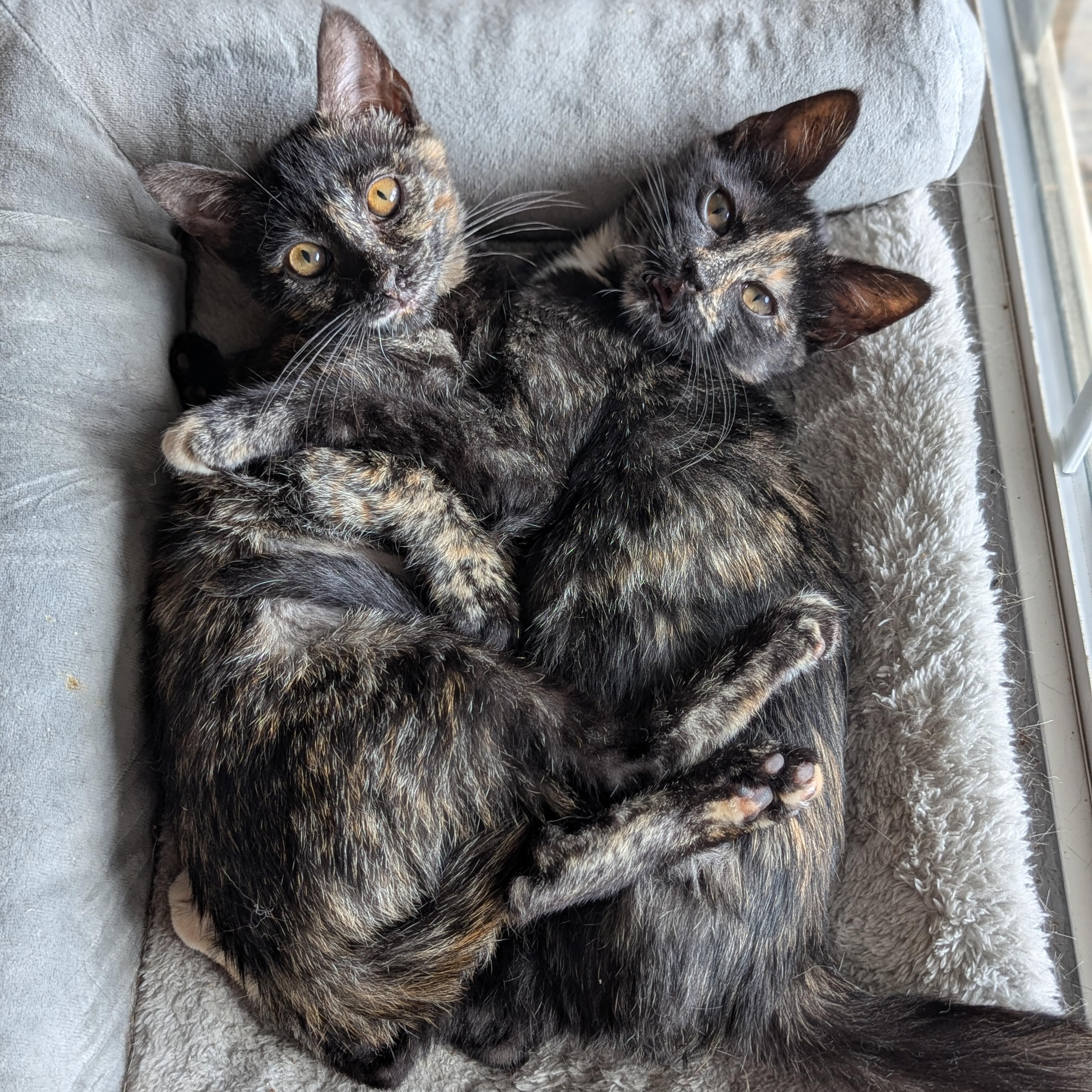 Enlarge Dalia (The Fairy Sprouts) , an adopted Tortoiseshell in Atlanta, GA image 3/6