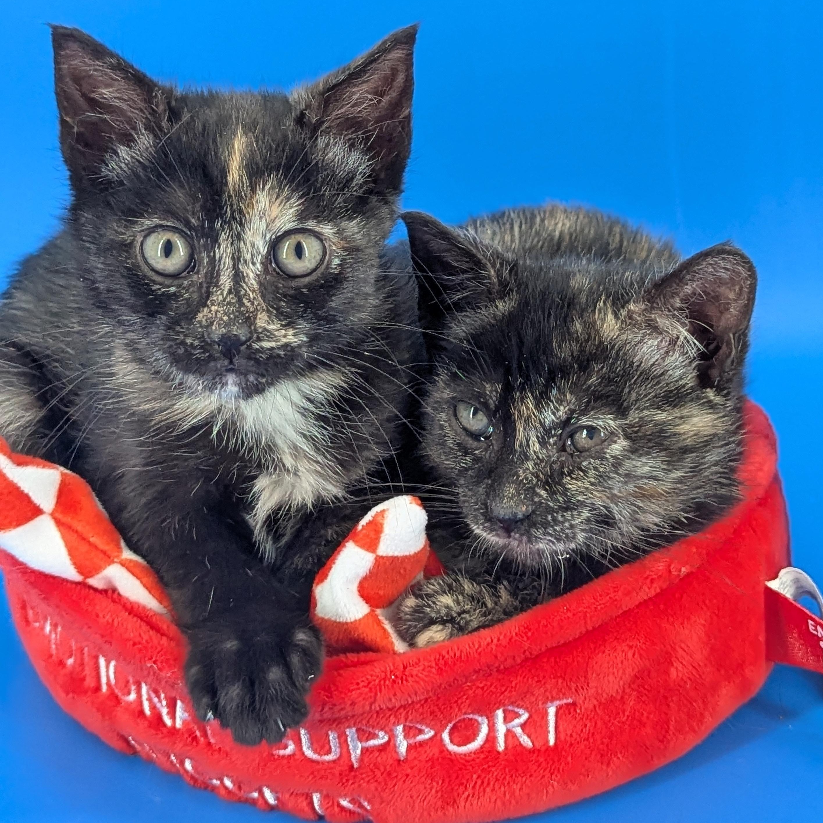 Enlarge Dalia (The Fairy Sprouts) , an adopted Tortoiseshell in Atlanta, GA image 1/6