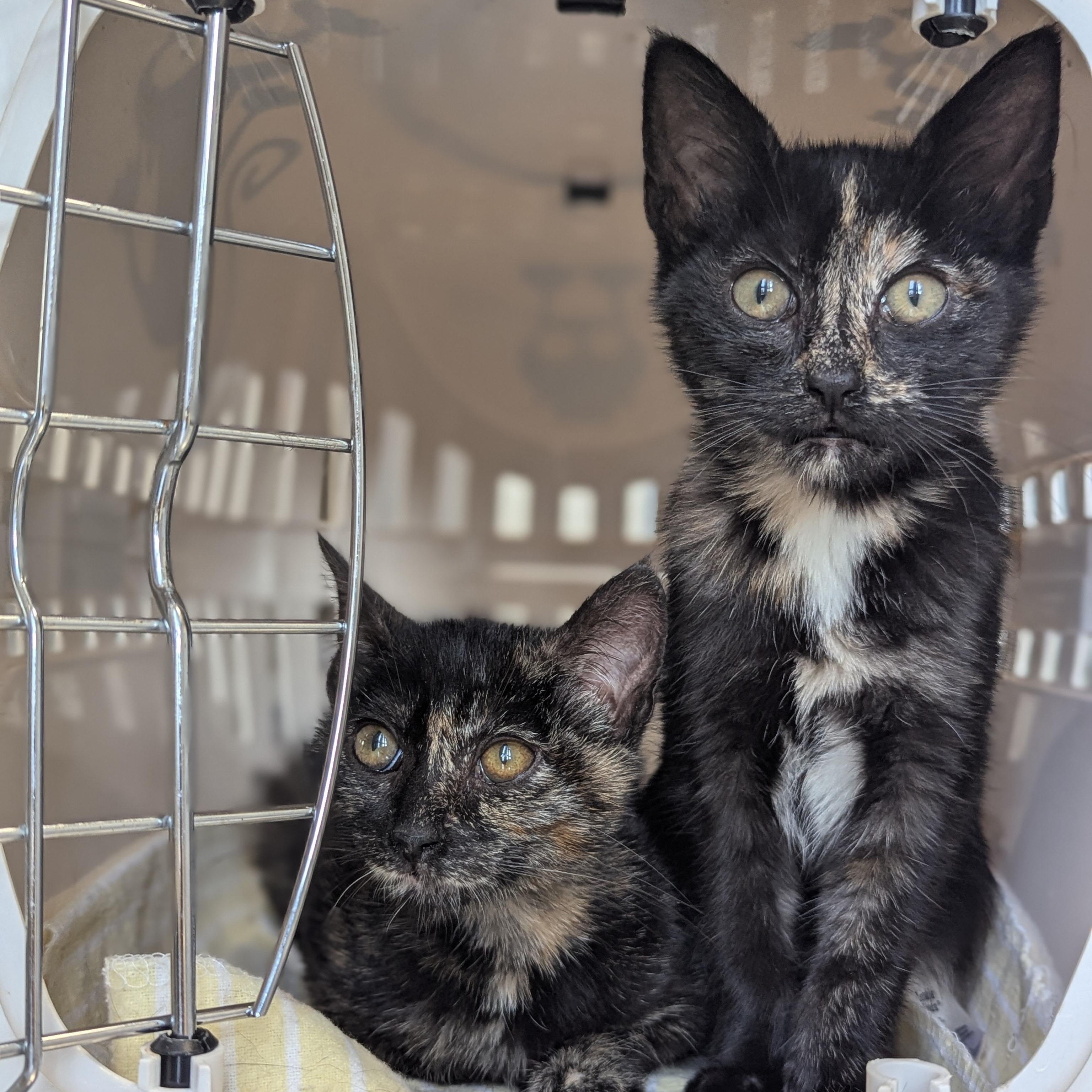 Enlarge Dalia (The Fairy Sprouts) , an adopted Tortoiseshell in Atlanta, GA image 5/6