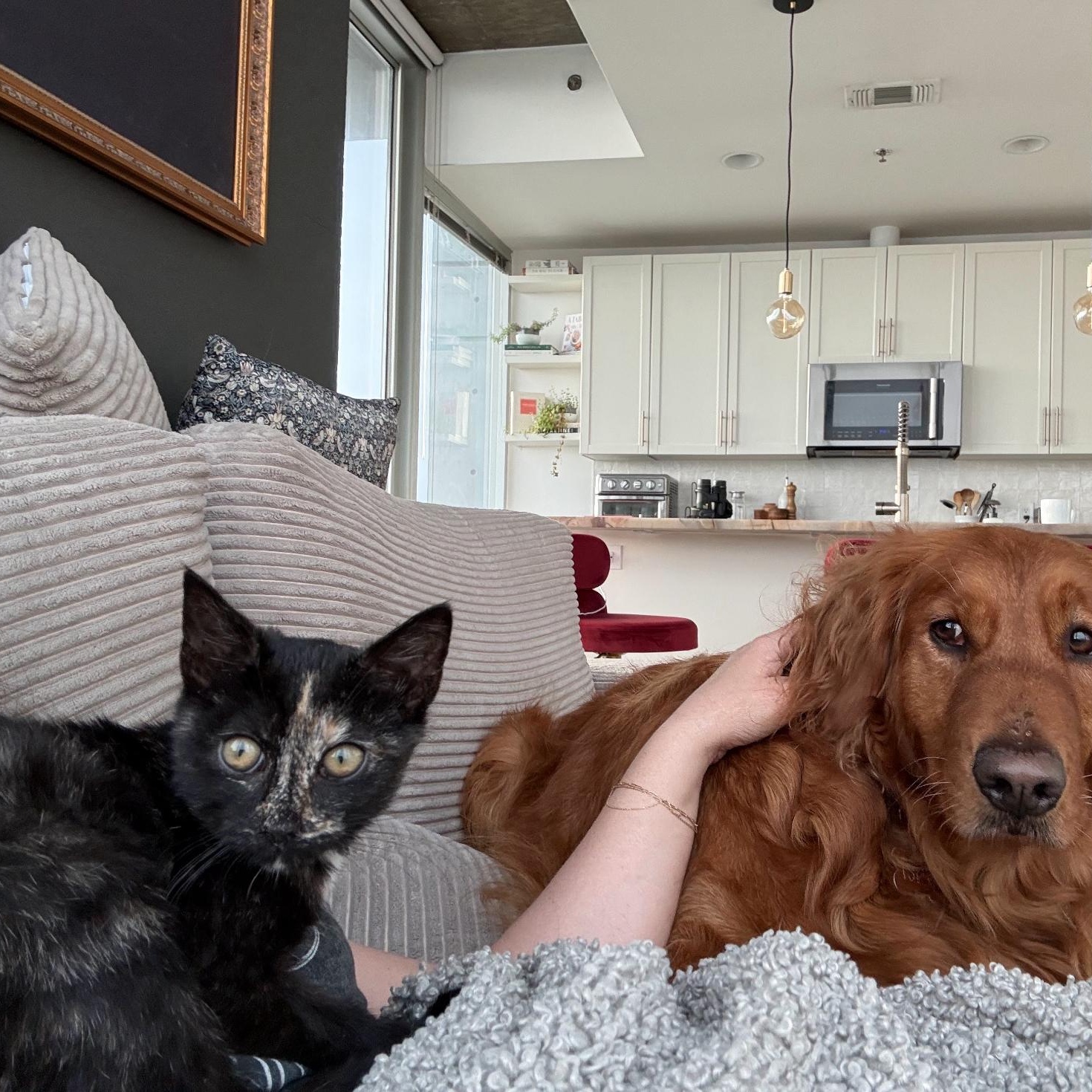 Enlarge Dalia (The Fairy Sprouts) , an adopted Tortoiseshell in Atlanta, GA image 2/6