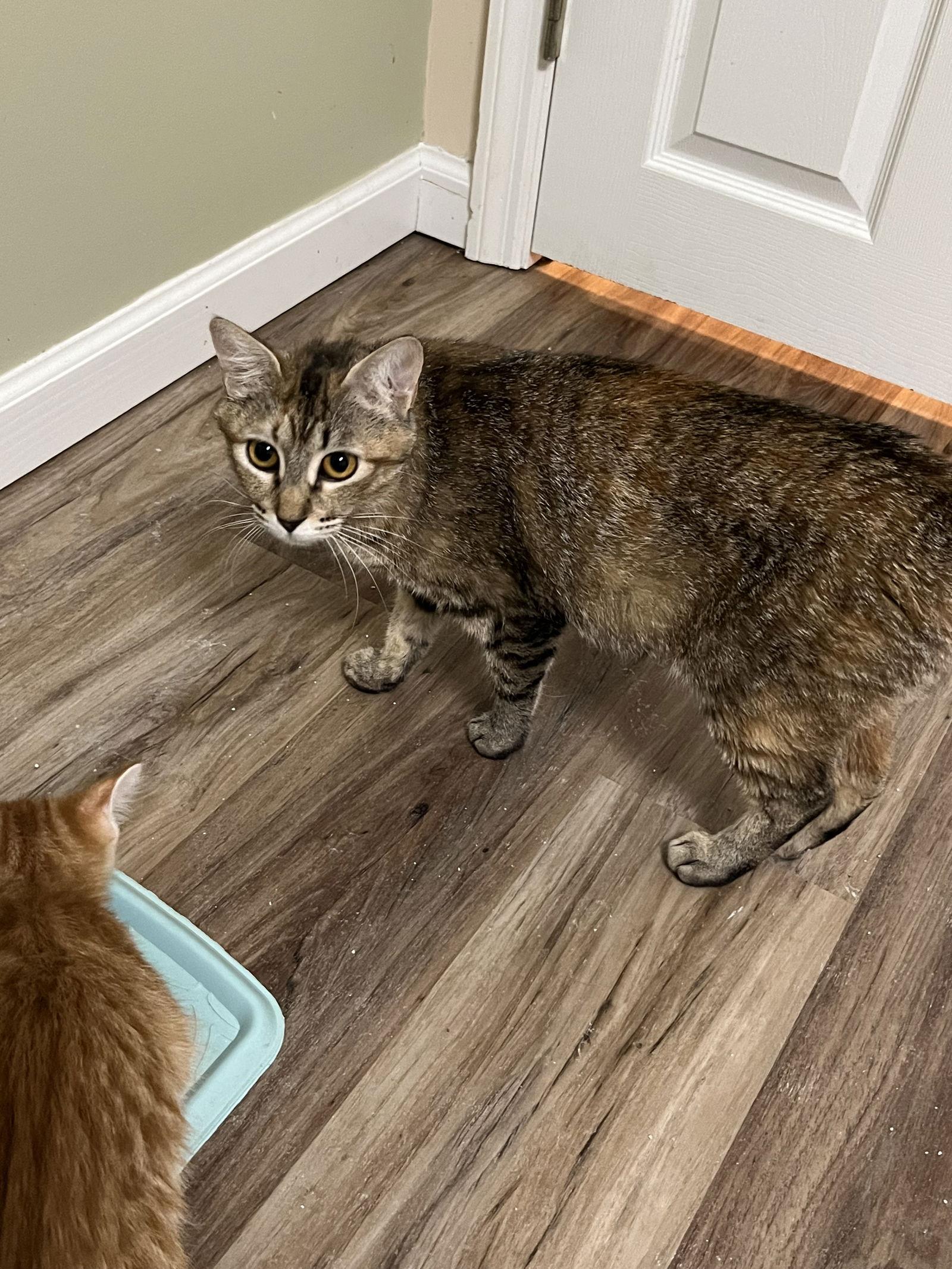 Carol Brady, Adoptable, Young Female Domestic Short Hair.