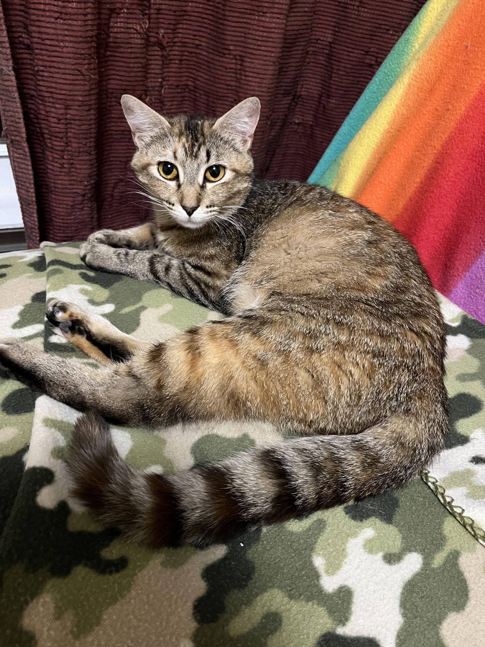 Carol Brady, a Adoptable Domestic Short Hair in Eureka, MO image 2/3