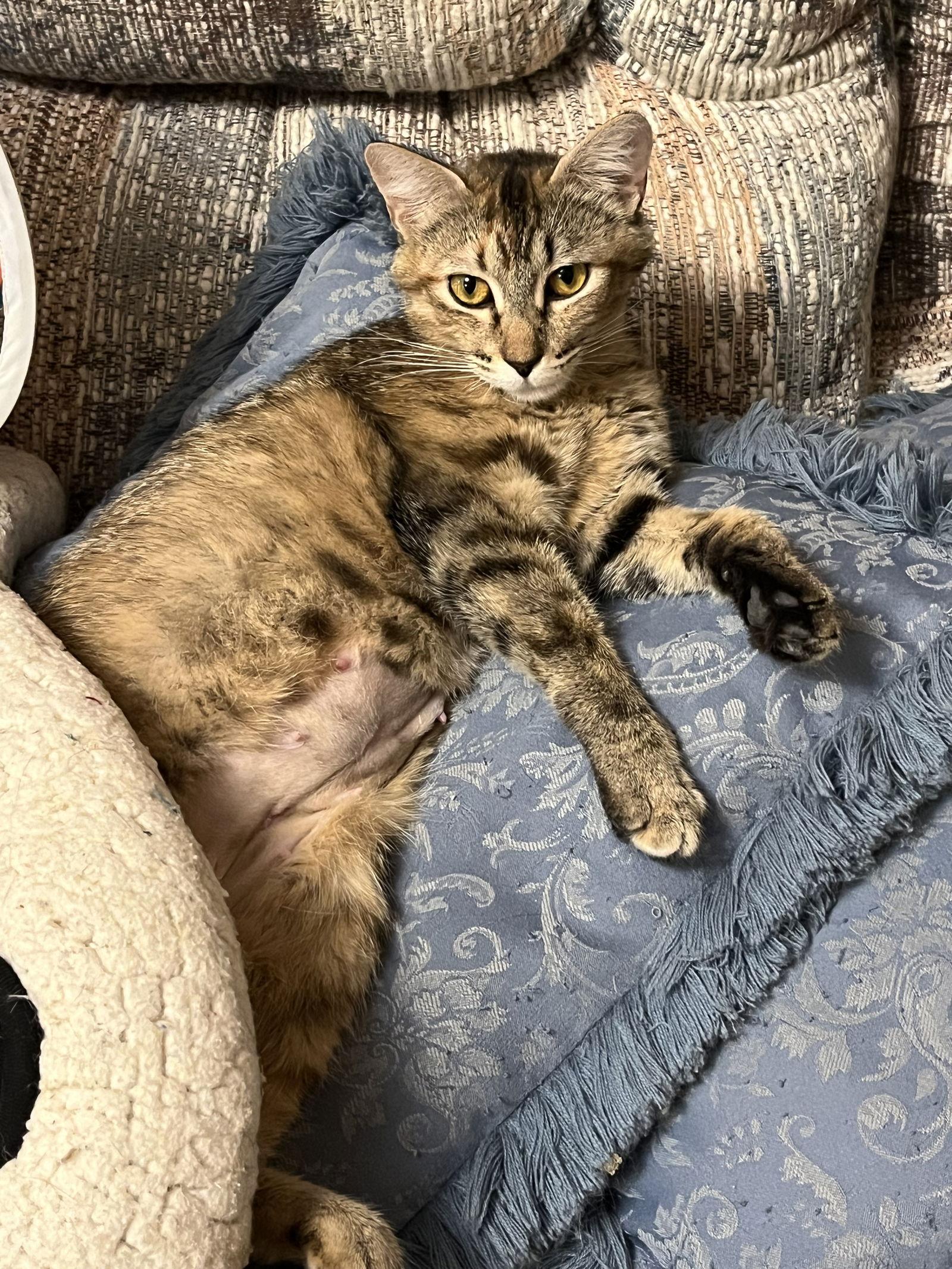 Carol Brady, a Adoptable Domestic Short Hair in Eureka, MO image 3/3