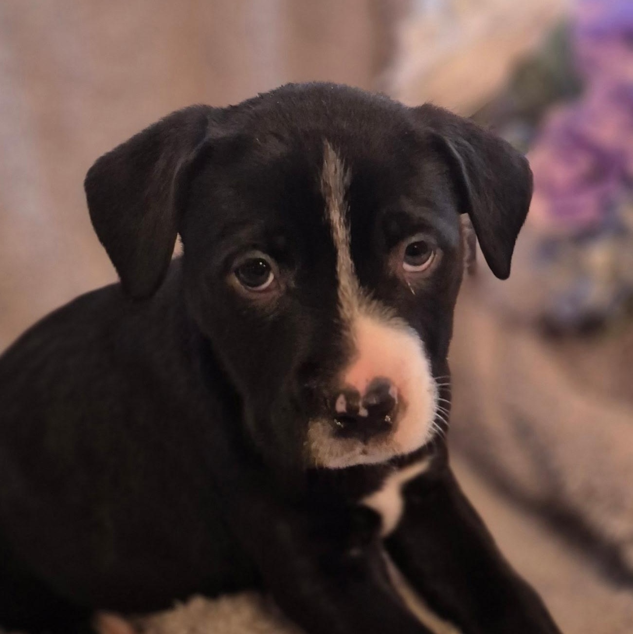 Violet Bloom — thumbnail 3