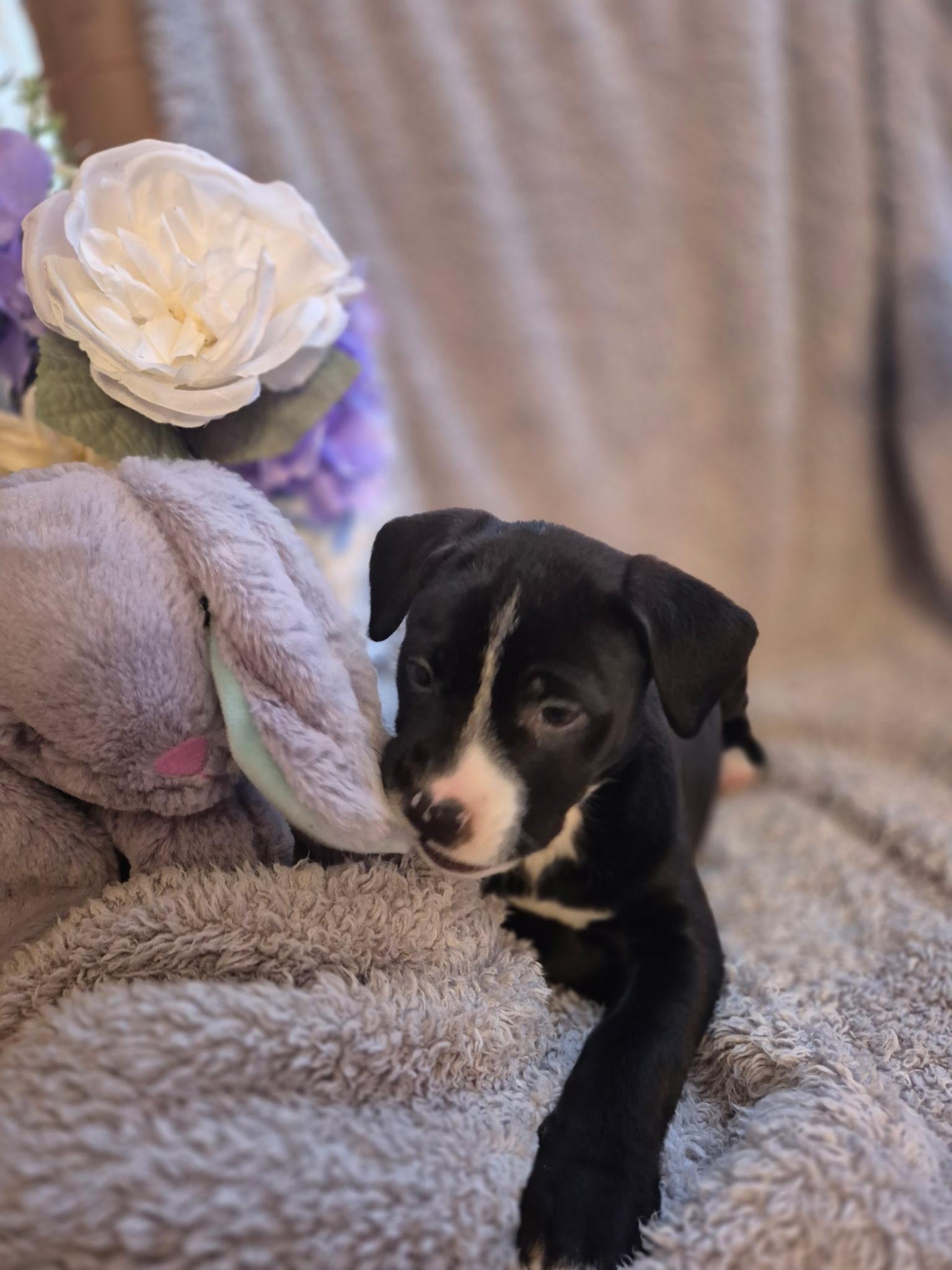 Violet Bloom — thumbnail 5