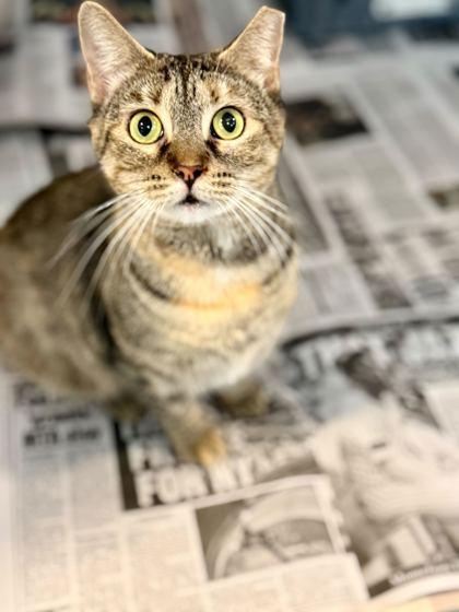 Coraline, Adoptable, Young Female Domestic Short Hair & Domestic Short Hair.