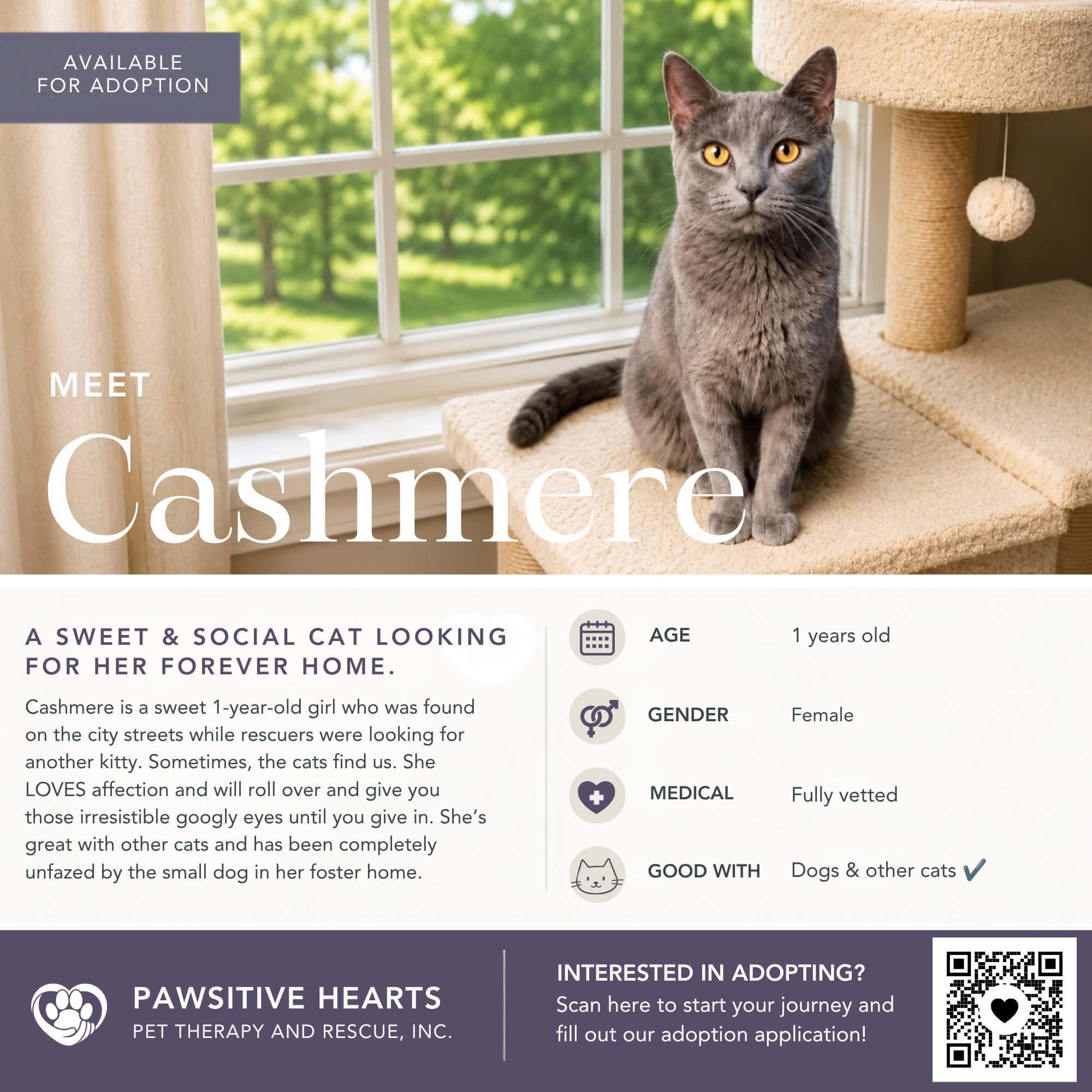 Cashmere, adopted, Young Female Domestic Short Hair.