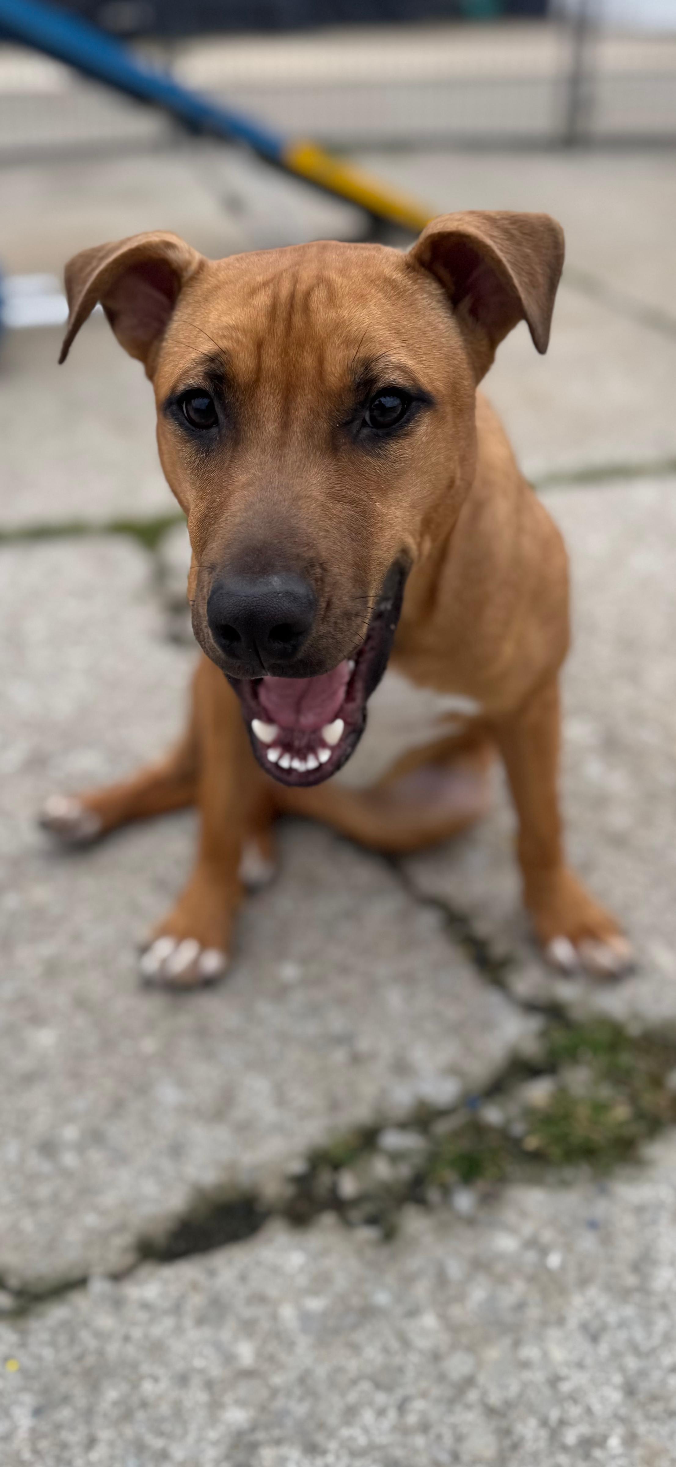 Enlarge Jewl, a ADOPTABLE Mixed Breed in PHILADELPHIA, TN image 1/3