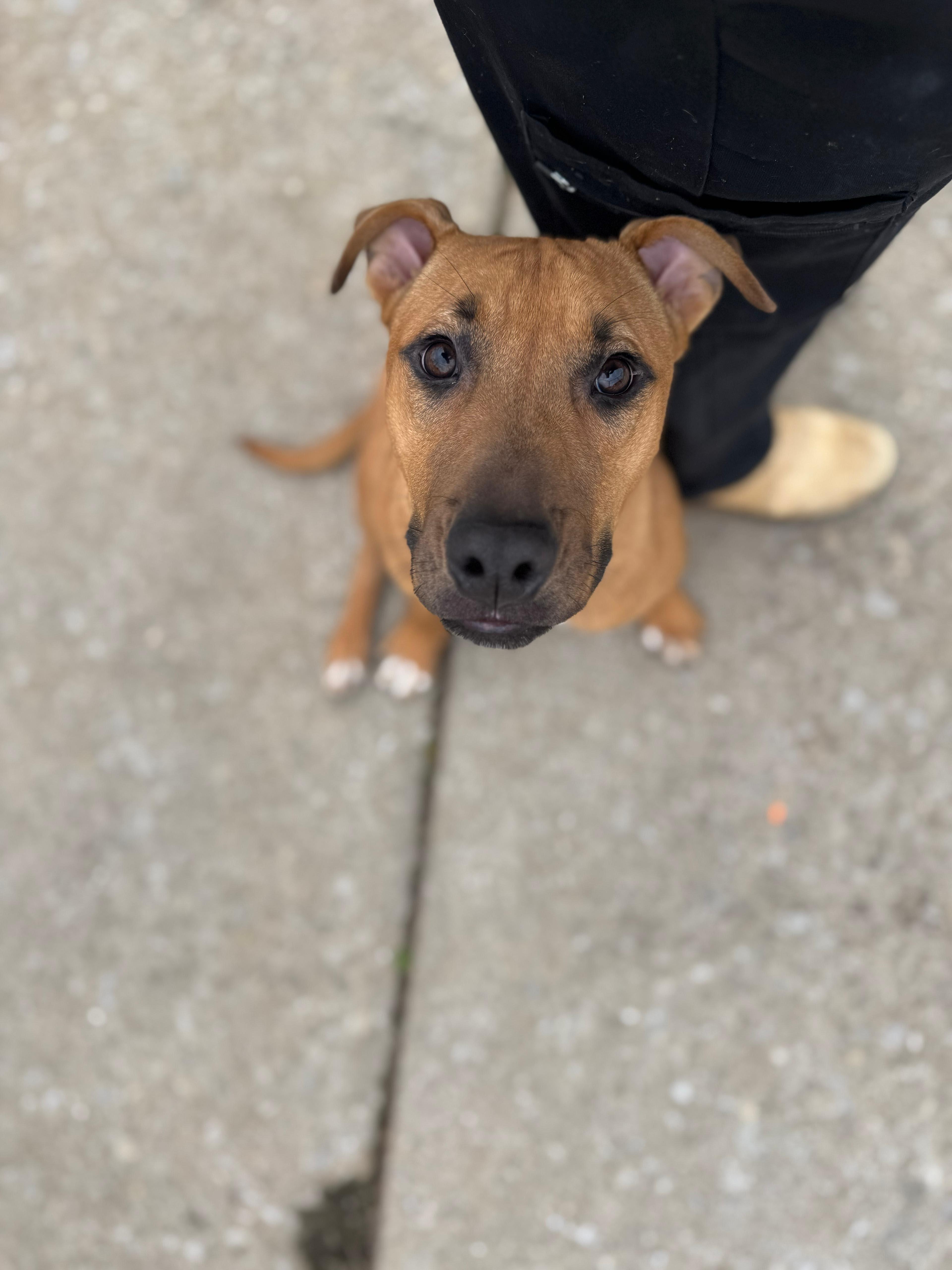 Enlarge Jewl, a ADOPTABLE Mixed Breed in PHILADELPHIA, TN image 2/3