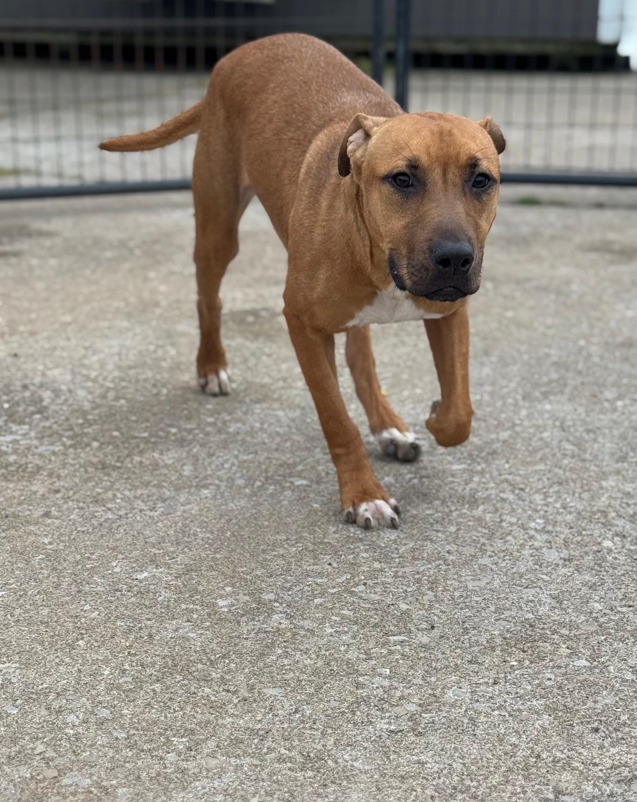 Enlarge Jewl, a ADOPTABLE Mixed Breed in PHILADELPHIA, TN image 3/3