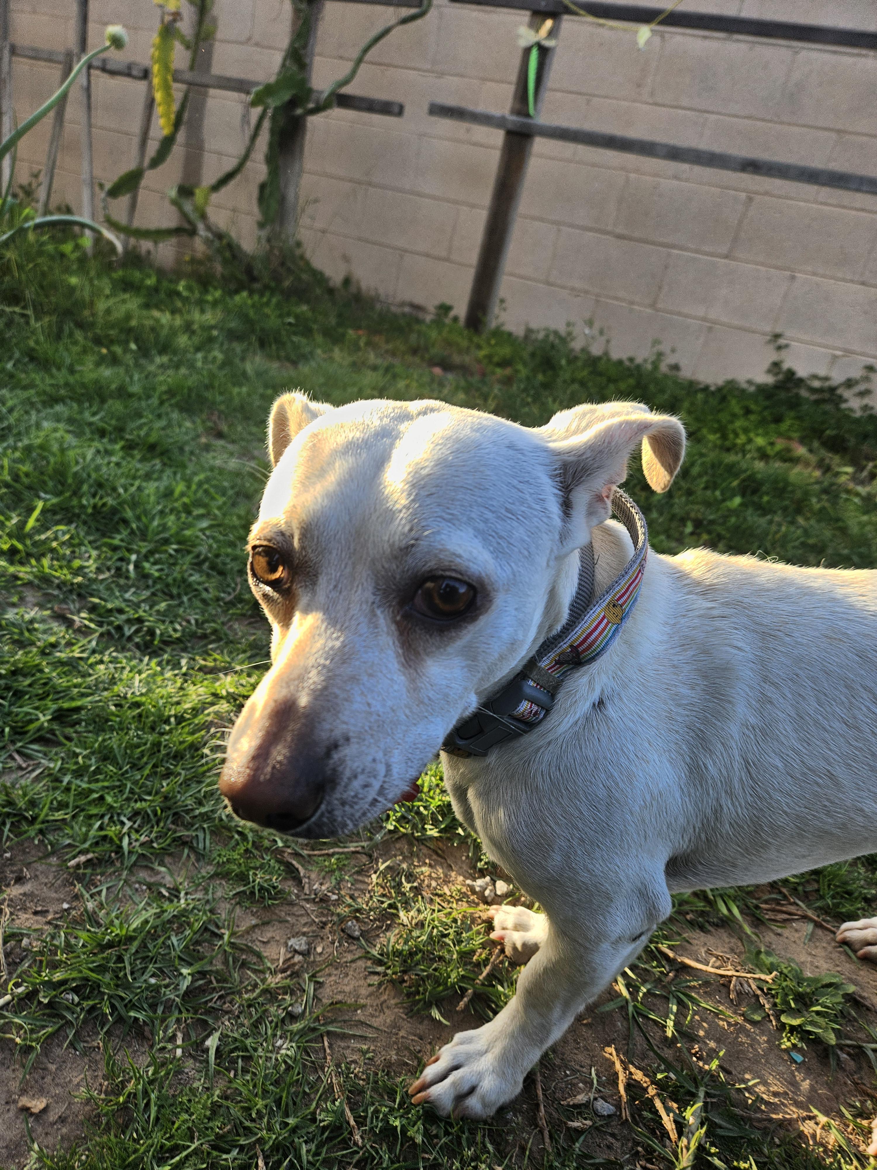 Vanilla Cream Cream!!, an adoptable Chiweenie in Manhattan Beach, CA, 90267 | Photo Image 2