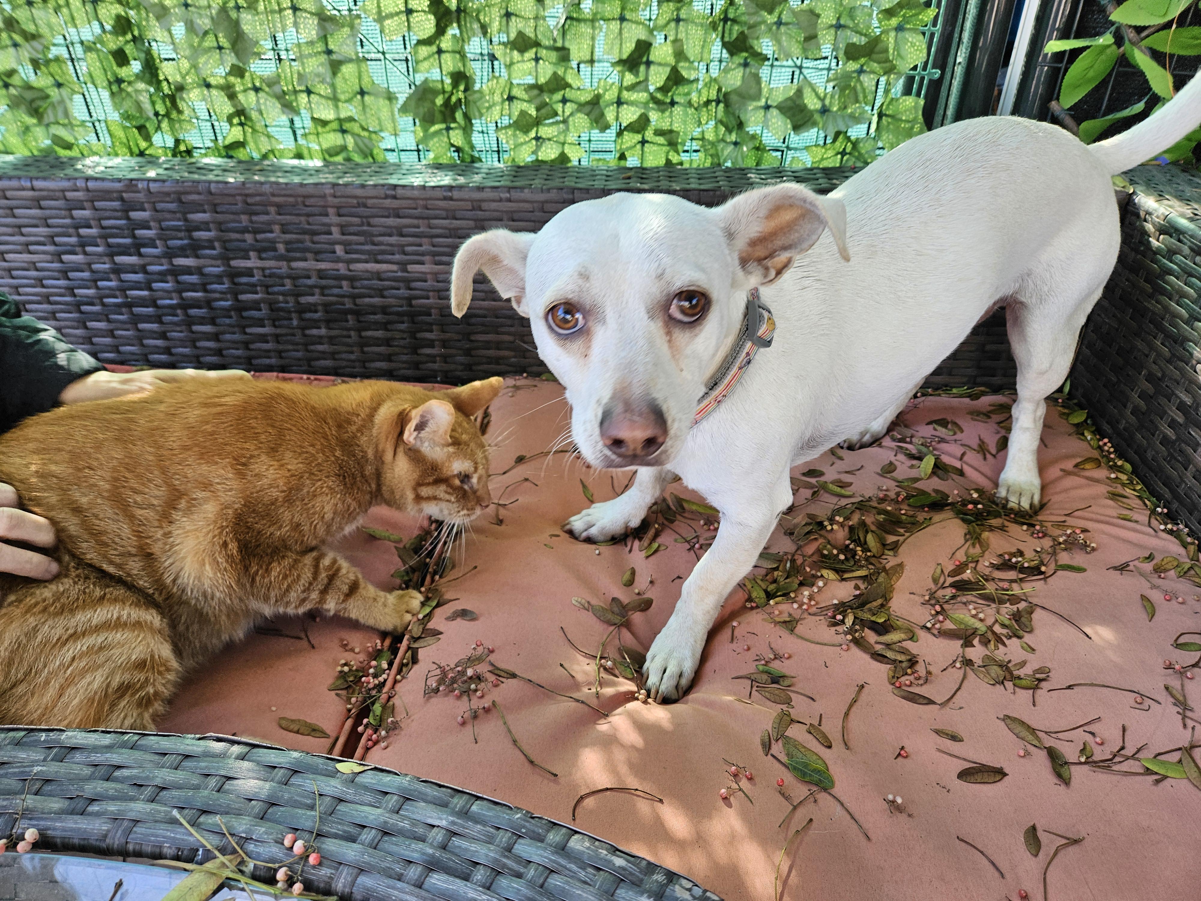 Vanilla Cream Cream!!, an adoptable Chiweenie in Manhattan Beach, CA, 90267 | Photo Image 4