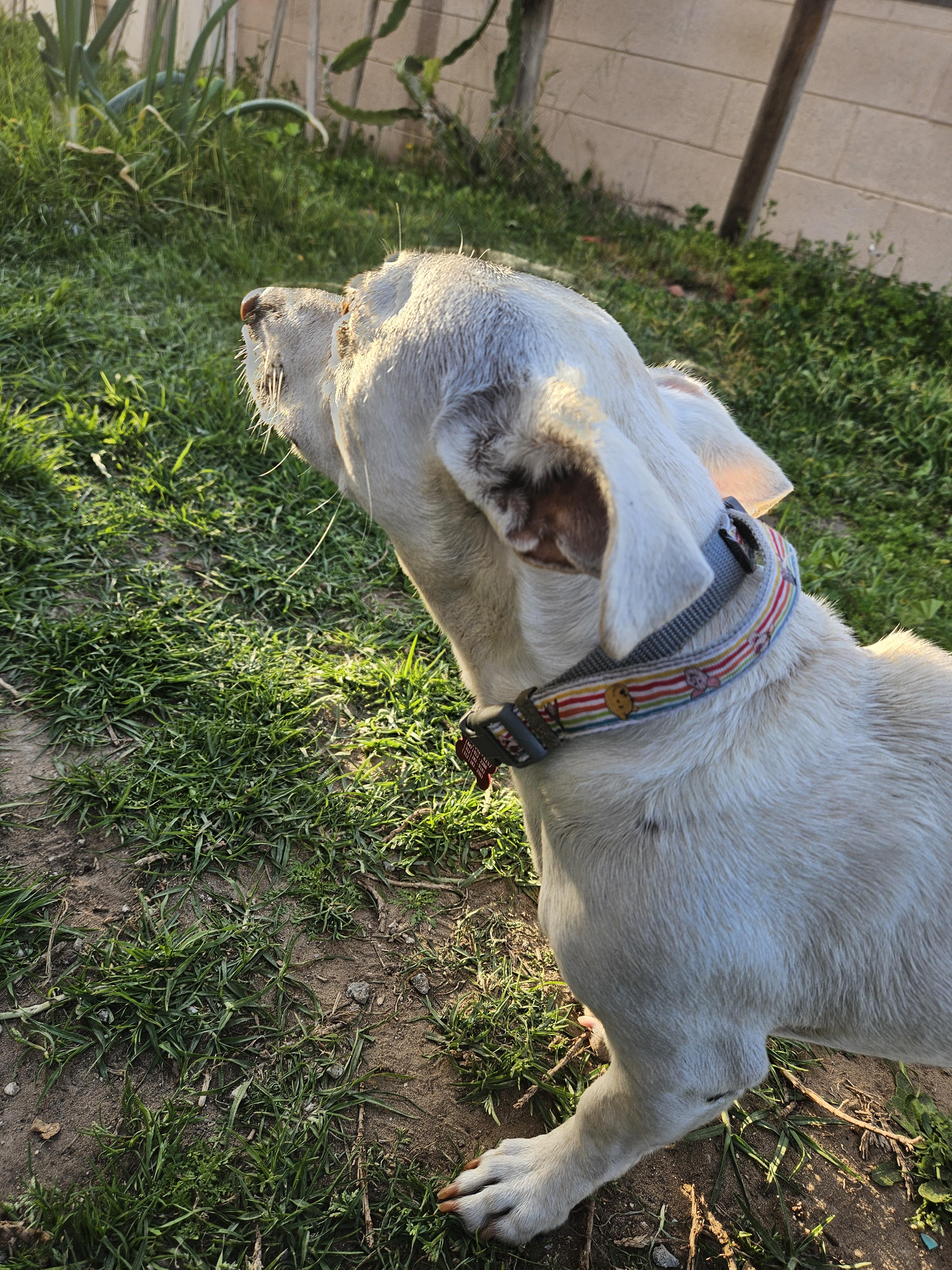 Vanilla Cream Cream!!, an adoptable Chiweenie in Manhattan Beach, CA, 90267 | Photo Image 3