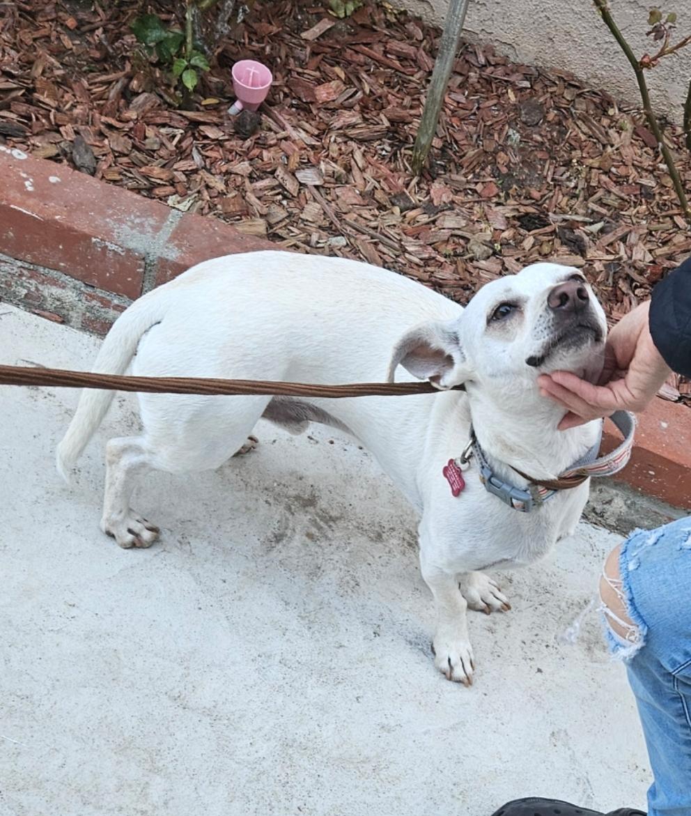 Vanilla Cream Cream!!, an adoptable Chiweenie in Manhattan Beach, CA, 90267 | Photo Image 1